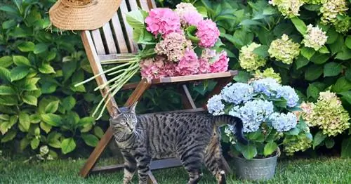 Ядовиты ли гортензии?