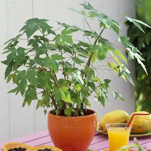 Папайя в горшке