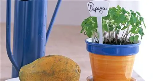 Посадка семян папайи: Как вырастить растение папайи