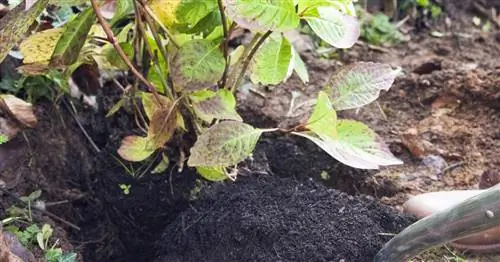 Пересадка гортензии: как это работает