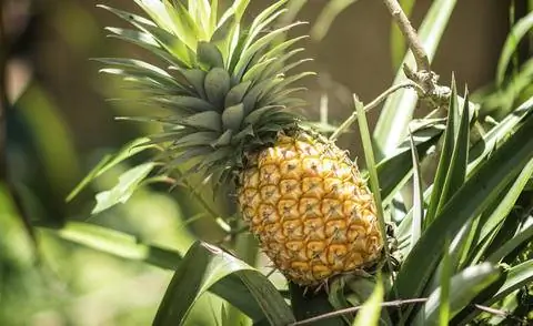 Ананас с фруктами