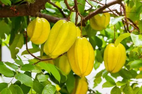 Карамбола (Averrhoa carambola)