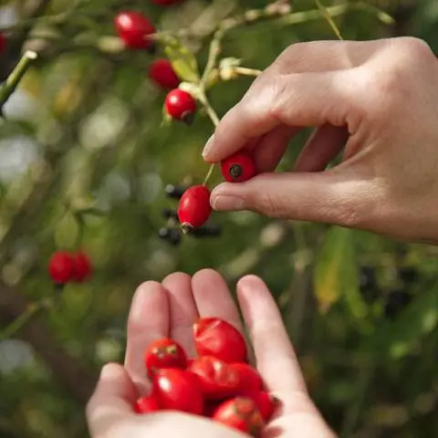 Урожай шиповника