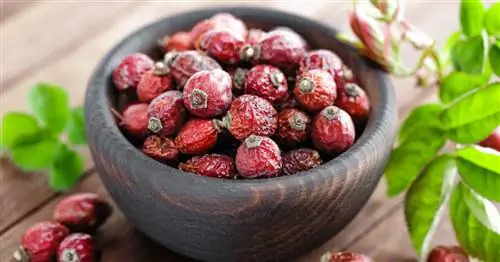 Сушка плодов шиповника: так они становятся прочными