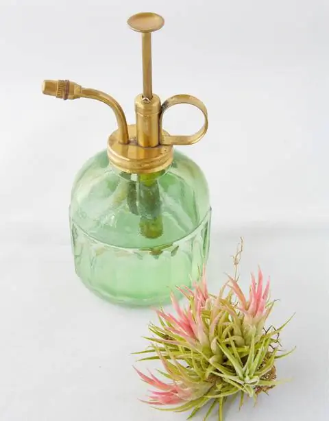 Опрыскать тилландсию водой