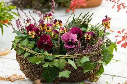 Анютины глазки в плетеной корзине