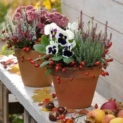 Анютины глазки в терракотовых горшках