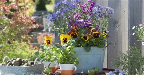 Посадка анютиных глазок: 5 креативных идей