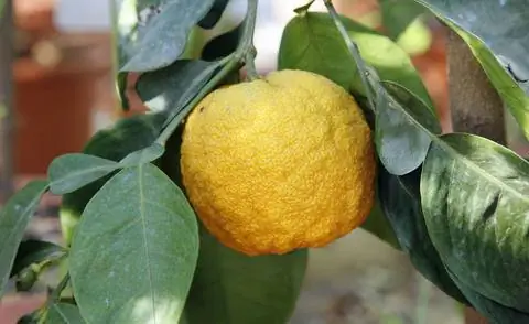 Горький апельсин (Citrus aurantium)