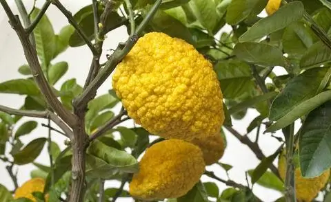 Цитрон (Citrus medica)