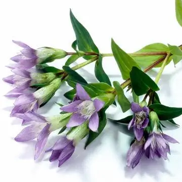 Цветы горечавки осенней