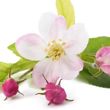 Цветы яблони