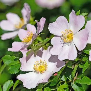 Цветы собачьей розы