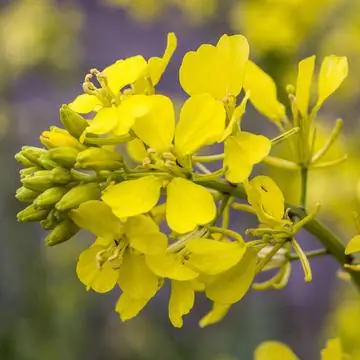 Цветы дикой горчицы