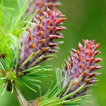 цветки лиственницы