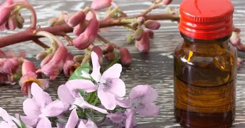 Цветы Баха: советы по изготовлению и использованию