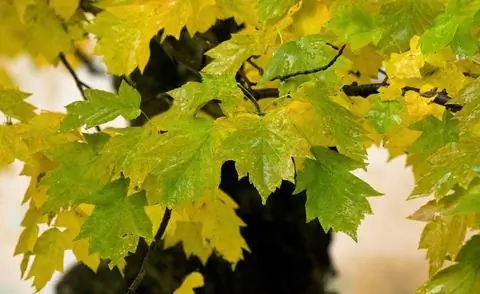 Осенний цвет ирги