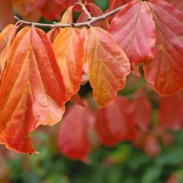 Железное дерево (Parrotia persica)