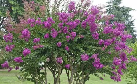 Лагерстремия (Lagerstroemia indica)