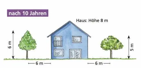 Маленькие деревья через 10 лет