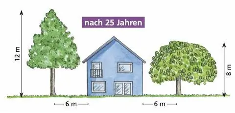 Маленькие деревья через 25 лет