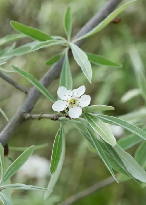 Груша ивоволистная (Pyrus salicifolia)
