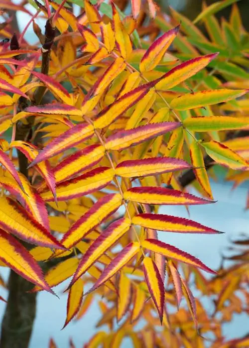 Белый луч 'Додонг' (Sorbus commixta)