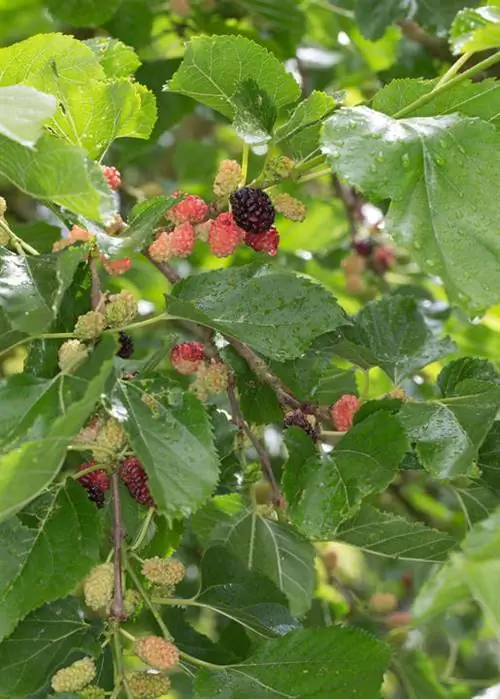Шелковица белая (Morus alba)