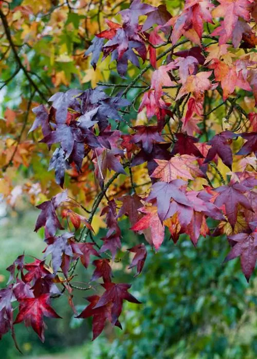 Сладкая камедь (Liquidambar styraciflua)