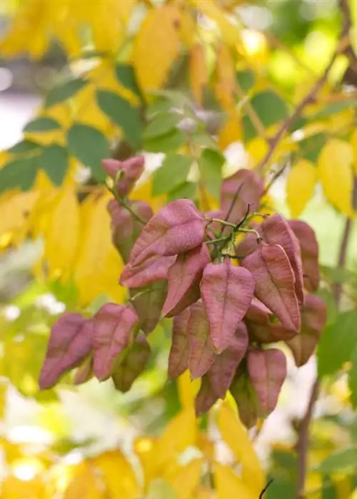 Пузырьковое дерево (Koelreuteria paniculata)
