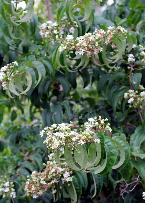 Кустарник Seven Sons of Heaven (Heptacodium)
