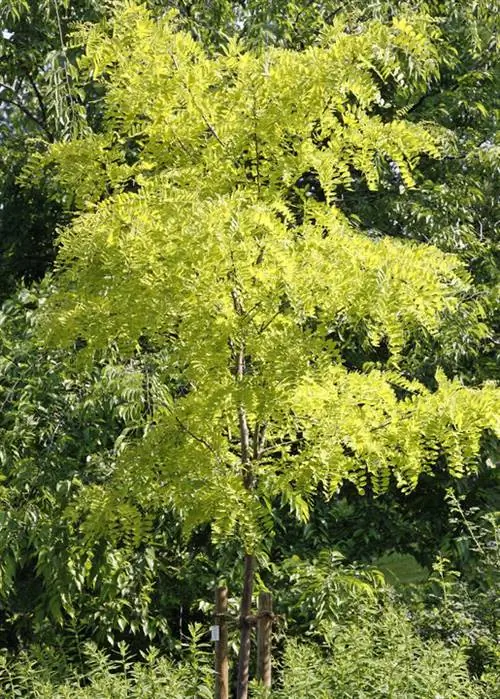 Кожаный стручок (Gleditsia triacanthos)