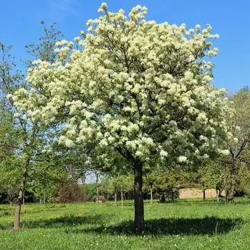 Ясень цветущий (Fraxinus ornus)
