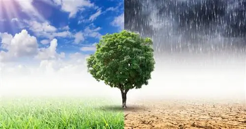 Лучшие климатические деревья для сада