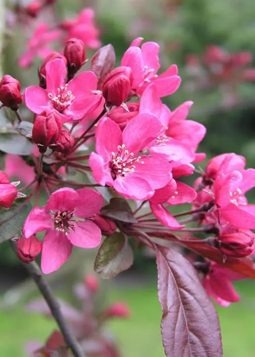 декоративная яблоня 'Рудольф'