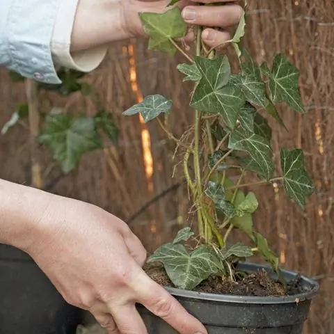 Живая изгородь из плюща