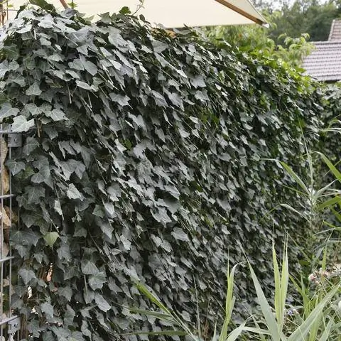 живая изгородь из плюща