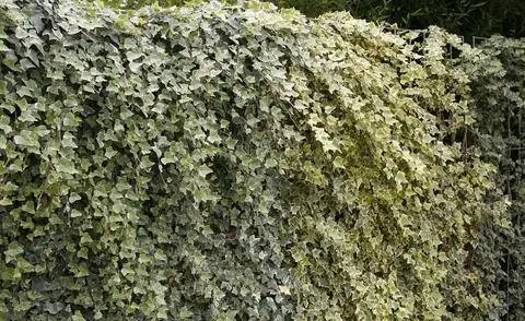 Живая изгородь из плюща с длинными побегами