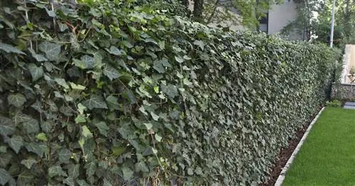 Посадка плюща в качестве живой изгороди: как это работает