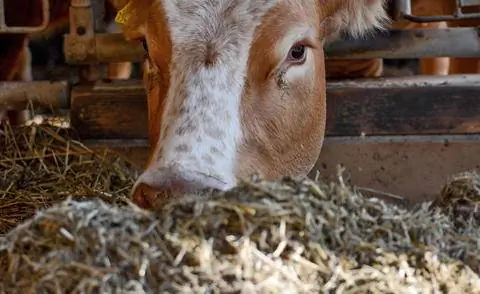 Биоуголь как кормовая добавка для крупного рогатого скота