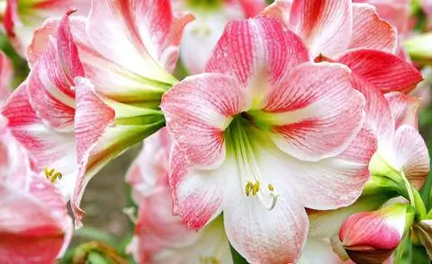 Цветок амариллиса, Рыцарская звезда