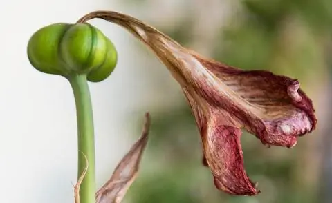 Семенная коробочка амариллиса, рыцарская звезда