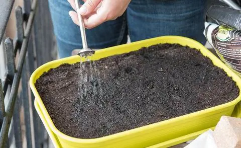 Держите семенную почву влажной