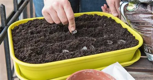 Сеять семена амариллиса самостоятельно: Вот как это делается