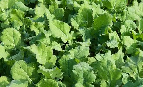 Листья рапса