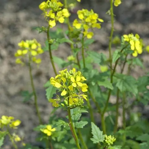 Белая горчица (Sinapis alba)