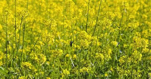 Горчица или рапс? Вот как определить разницу