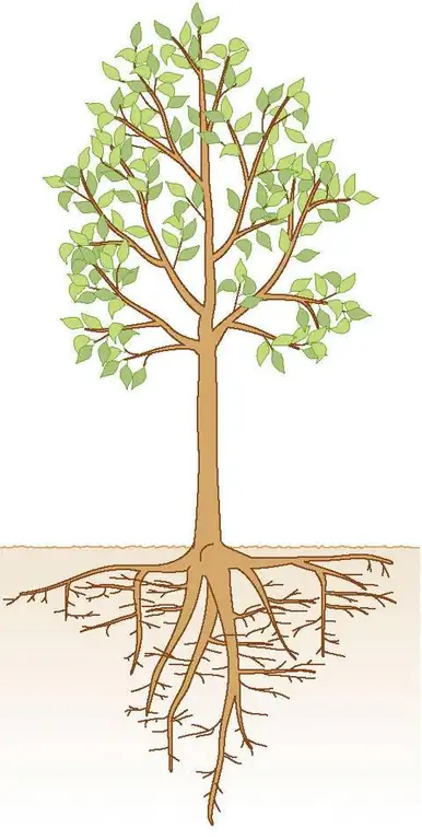 глубоко укоренившийся