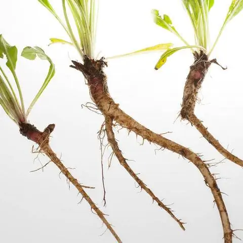 Стержневые корни примулы вечерней