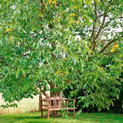 Дерево грецкого ореха образует стержневой корень.